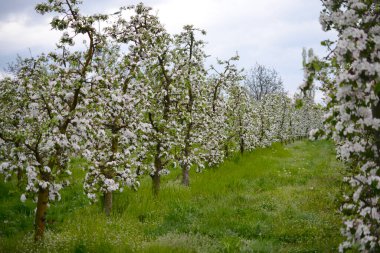İlkbaharda meyve bahçesinde çiçek açan elma ağaçları.