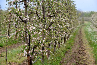 İlkbaharda meyve bahçesinde çiçek açan elma ağaçları.