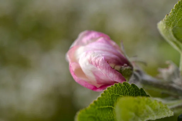 Blooming Trees Apple Flowers Orchard Spring — Stockfoto