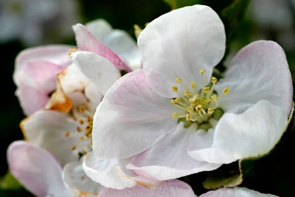Kwitnące Drzewa Jabłoni Sadzie Wiosną — Zdjęcie stockowe