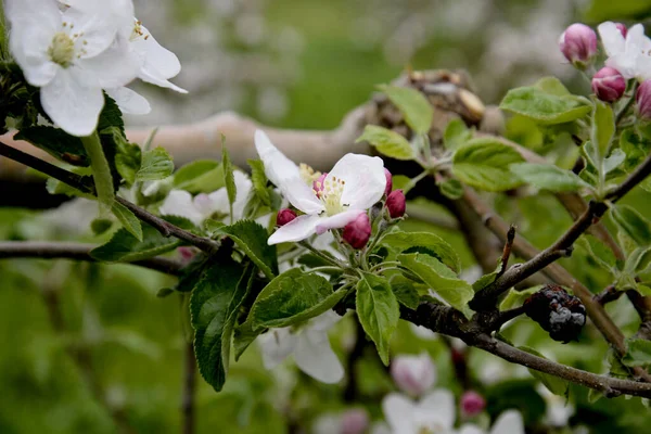 Blooming Trees Apple Flowers Orchard Spring — стоковое фото
