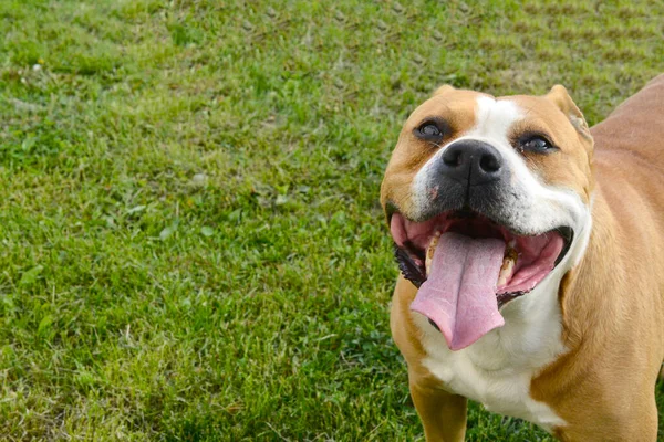 Amstaff Dog Rests Running His Tongue Out — Stock Photo, Image
