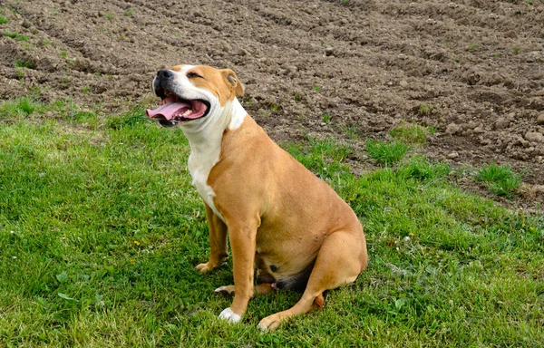 Amstaff Dog Rests Running His Tongue Out — Stock Fotó