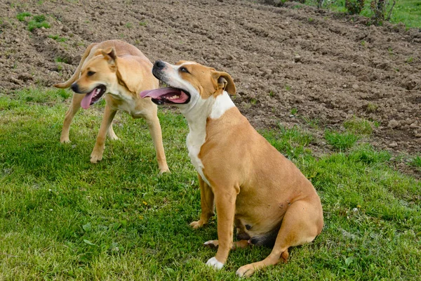 Amstaff Dog Rests Running His Tongue Out — Stockfoto