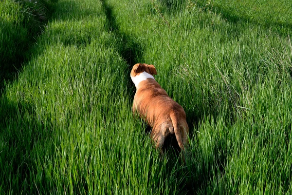Amstaff Собака Отдыхает Ходить Траве — стоковое фото