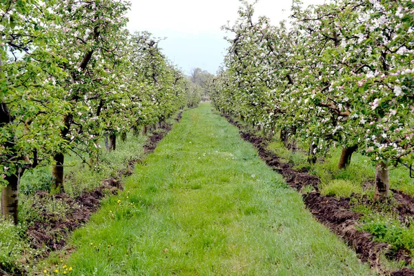 Blooming Trees Apple Flowers Orchard Spring — Stock Photo, Image
