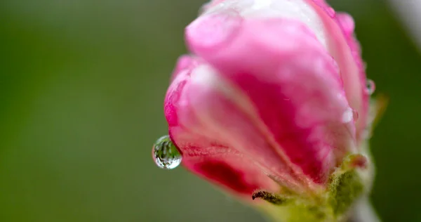 Raindrops Apple Flowers Orchard Spring — Stock Photo, Image