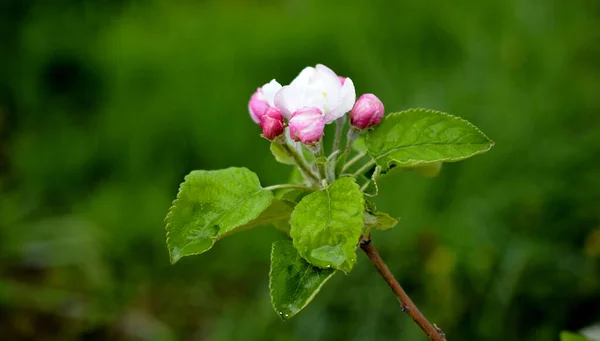 Kwitnące Drzewa Jabłoni Sadzie Wiosną — Zdjęcie stockowe