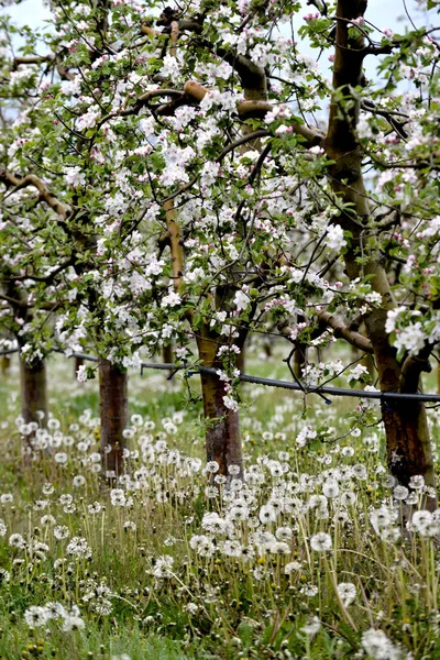 Virágzó Almavirág Fák Egy Gyümölcsösben Tavasszal — Stock Fotó
