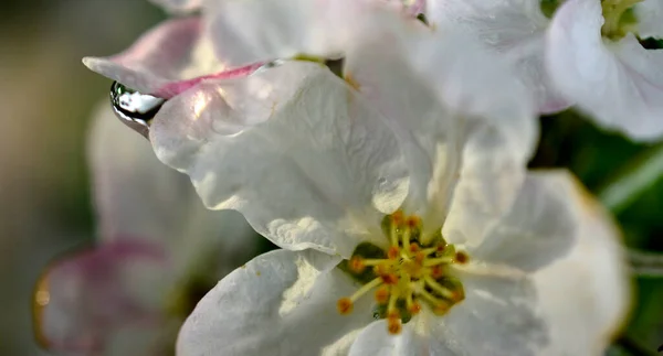 Σταγόνες Βροχής Ένα Μήλο Λουλούδια Ένα Περιβόλι Την Άνοιξη — Φωτογραφία Αρχείου