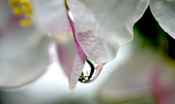 Krople Deszczu Kwiatach Jabłoni Sadzie Wiosną — Zdjęcie stockowe
