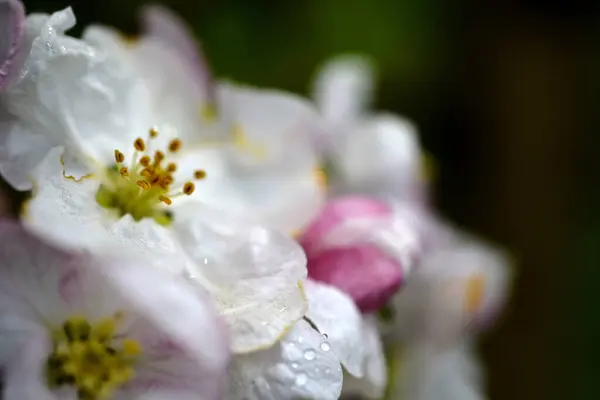 Gocce Pioggia Fiori Mela Frutteto Primavera — Foto Stock