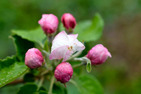 Krople Deszczu Kwiatach Jabłoni Sadzie Wiosną — Zdjęcie stockowe