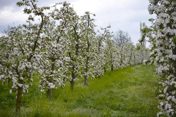 İlkbaharda meyve bahçesinde çiçek açan elma ağaçları.