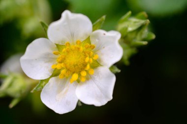 İlkbaharda çilek çiçeği açar..