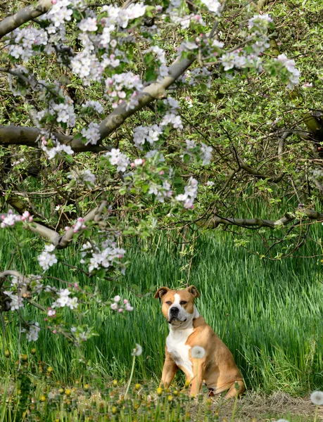 American Staffordshire Terrier pictured in spring orchard