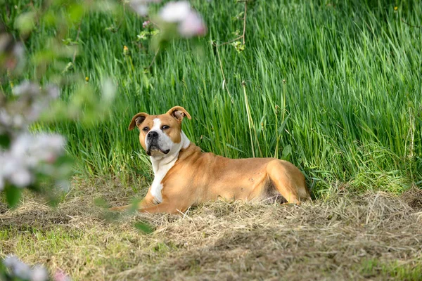 American Staffordshire Terrier Απεικονίζεται Στον Κήπο Άνοιξη — Φωτογραφία Αρχείου