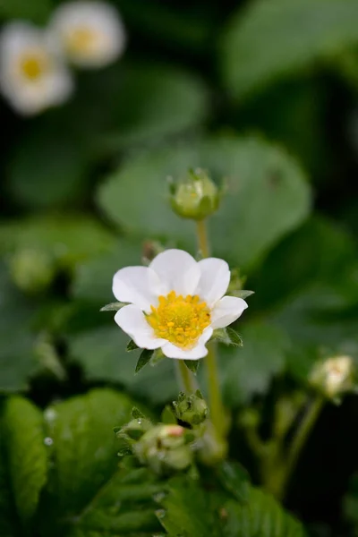 Strawberry Flower Blossom Spring — Stok fotoğraf