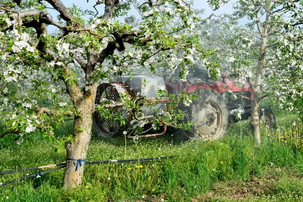 Tractor sprays insecticide in blossoming apple orchard.