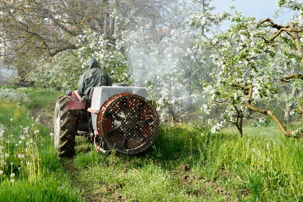 Tractor Sprays Insecticide Blossoming Apple Orchard — Stockfoto