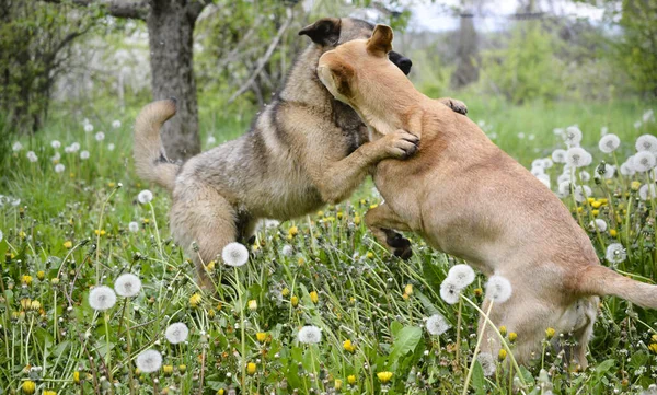 Två hundar leker i naturen. Ser ut som clach eller slagsmål — Stockfoto