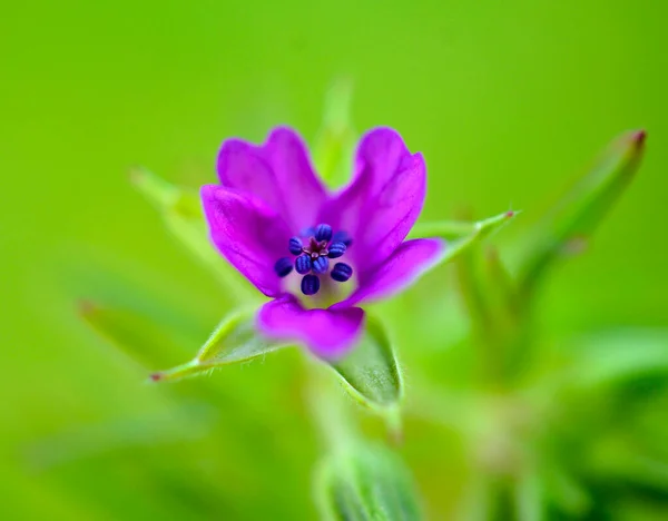 Primo Piano Singolo Fiore Viola Geranio Dissectum Tagliare Gru Foglia — Foto Stock