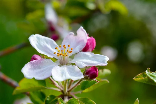 Wiosenny Kwiat Jabłka Gałązkach Tle Rozmycia Natury Selektywne Skupienie Zbliżenie — Zdjęcie stockowe