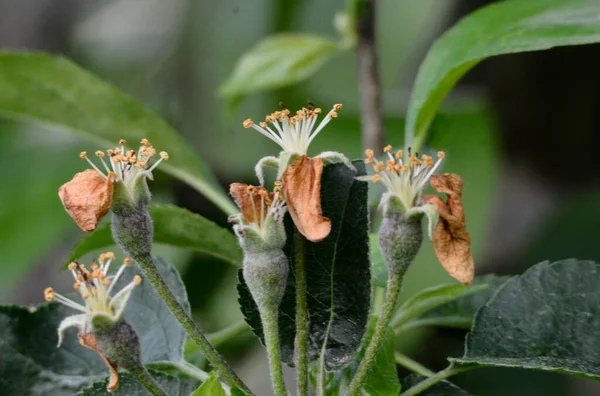 Young Fruit Apples Blossom Garden Young Apple Buds Primordium Young — Stockfoto