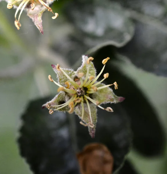 정원에서 사과가 나옵니다 사과의 꽃봉오리는 원시적 열매맺는 단계에서 수수는 어두운 — 스톡 사진