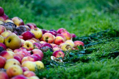 Çürük elma doğası, kirlilik kavramı.