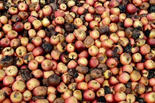 Гнилі Яблука Природі Концепція Забруднення — стокове фото