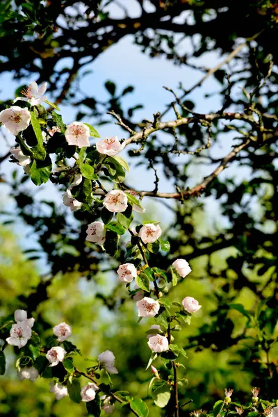 Fresh Quince Blossom Waterdrops Rain Sunny Day — Stockfoto