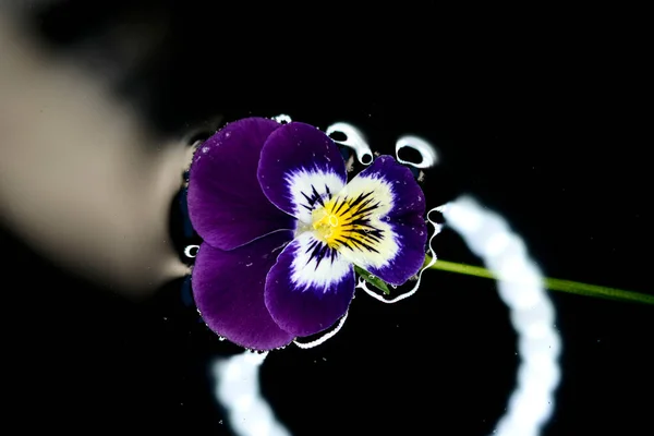 Pansy Fleur Dans Eau Avec Des Reflets Led Macro Flash — Photo