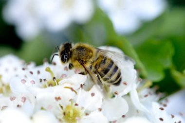 Hawthorn çiçeğindeki ölü arı.