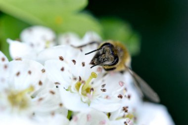 Hawthorn çiçeğindeki ölü arı.