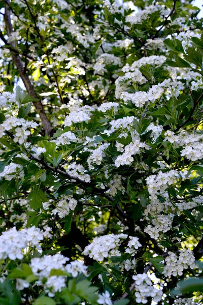 White hawthorn flowers in spring garden,Crataegus monogyna blossoms.
