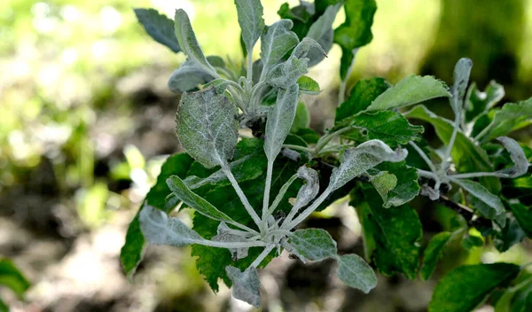 Mehltau Podoshpaera Leucotricha Auf Einem Apfelbaum Apfelbäume Von Pilzkrankheit Befallen — Stockfoto