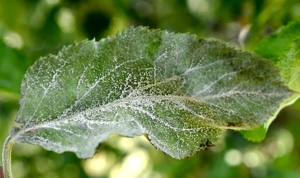 Poederige Meeldauw Podoshpaera Leucotricha Een Appelboom Appelbladeren Geïnfecteerd Beschadigd Door — Stockfoto