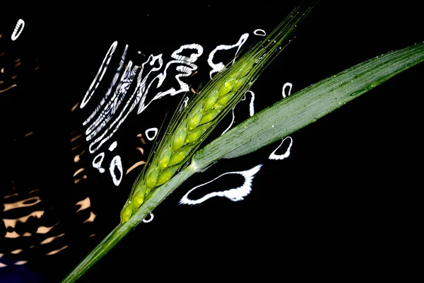 緑の熟した小麦の耳が閃光を反射して — ストック写真