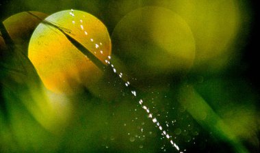 Yeşil yaz arka planında su damlacıkları uçuşuyor.