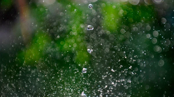 Gotas Uma Água Estão Voando Torno Fundo Verão Verde — Fotografia de Stock
