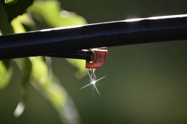 Chute Une Seule Goutte Eau Sur Fond Vert Nature — Photo