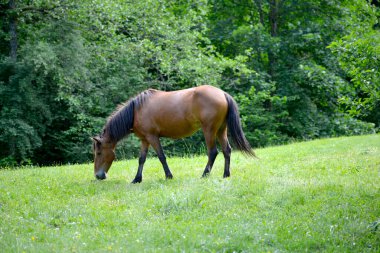 Kahverengi at yazın bir tarlada otlar..
