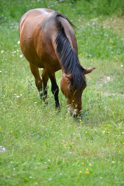 Brun Häst Betar Åker Sommaren — Stockfoto