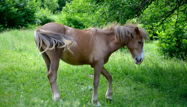 Kuda Cokelat Merumput Lapangan Musim Panas — Stok Foto