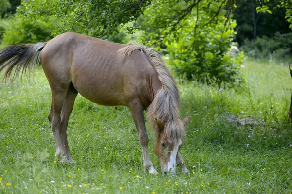 Bruin Paard Grazen Een Veld Zomer — Stockfoto