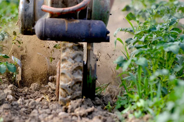 Farmer Using Motocultivator Dig Soil Ground Grow Sweet Potato Tree — Stock Photo, Image