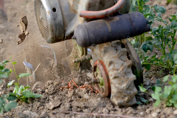 Gazda Motokultivátorral Ássa Talajt Hogy Édesburgonyanövényeket Termeszthessen Egy Mezőgazdasági Területen — Stock Fotó