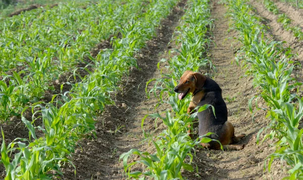 Cute farmers dog in a field of corn. bright sun.