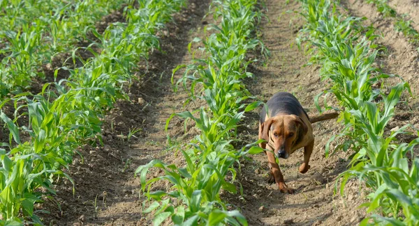 Cute farmers dog in a field of corn. bright sun.